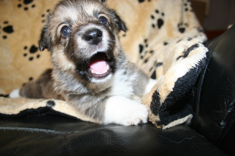 Puppies
